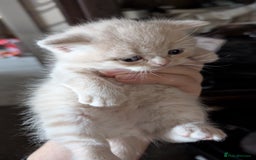 British Shorthair cats for sale: British Shorthair kittens - Image 4