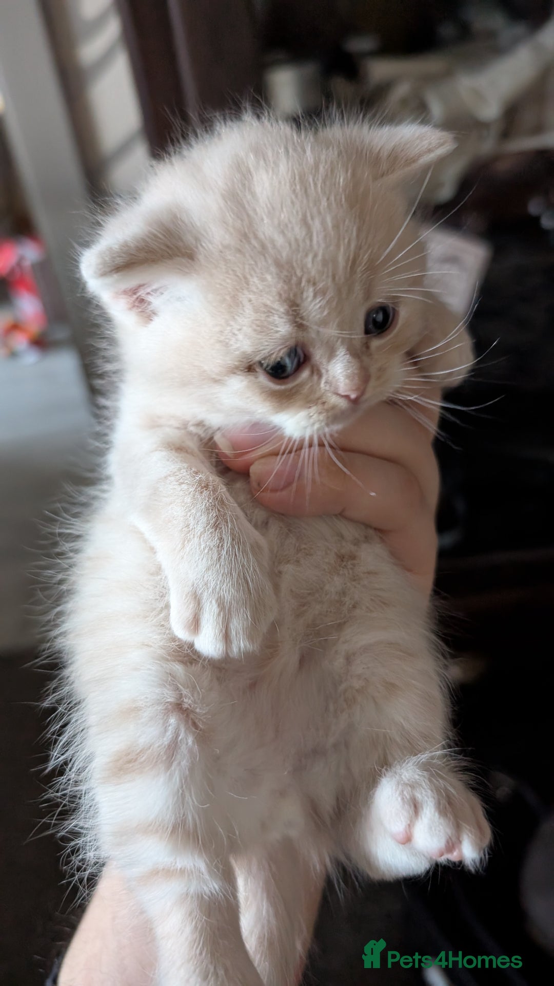 British Shorthair cats for sale: British Shorthair kittens - Image 4