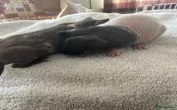 Guinea Pig rodents for sale: Skinny pig babies ready now - Image 4