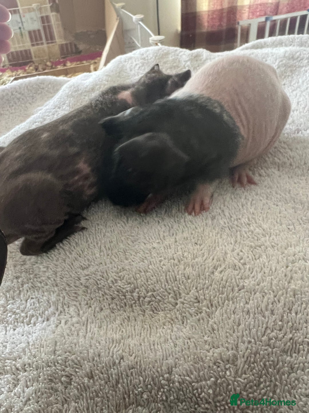 Guinea Pig rodents for sale: Skinny pig babies ready now - Image 4