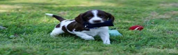 English Springer Spaniel dogs for sale: Kc registered English springer spaniel pups - Advert 10