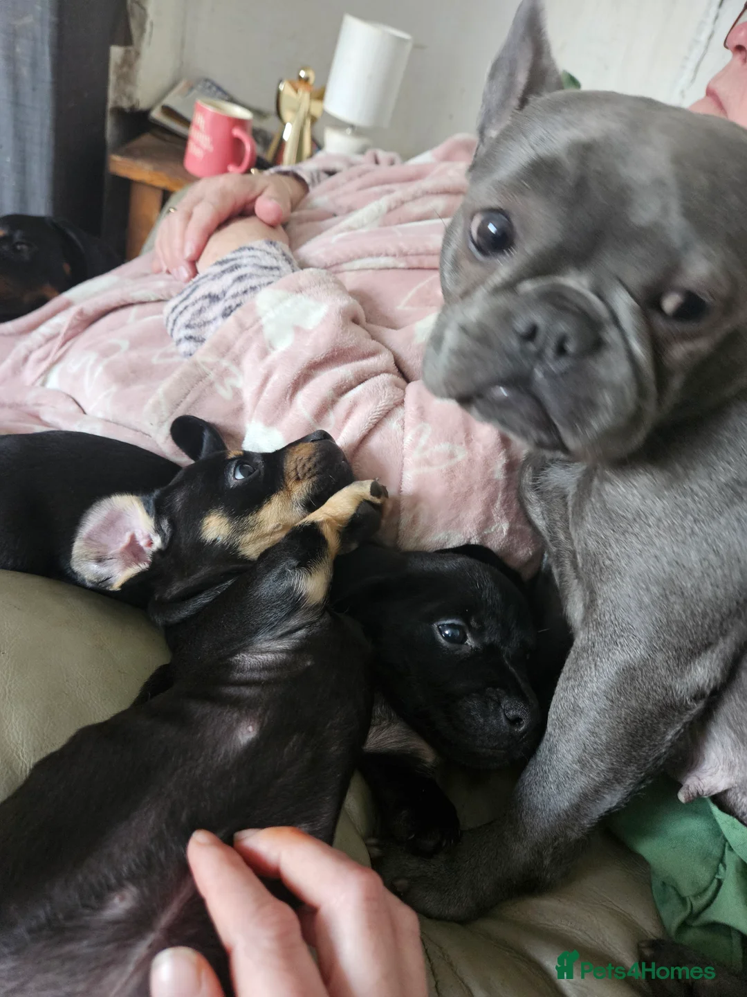 Mixed Breed dogs for sale: Last female  - Advert 2