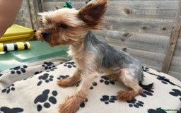 Yorkshire Terrier dogs for stud: Yorkshire terrier for stud proven - Image 2