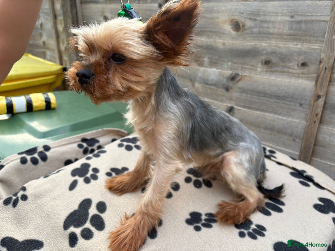 Yorkshire Terrier dogs for stud: Yorkshire terrier for stud proven - Image 2