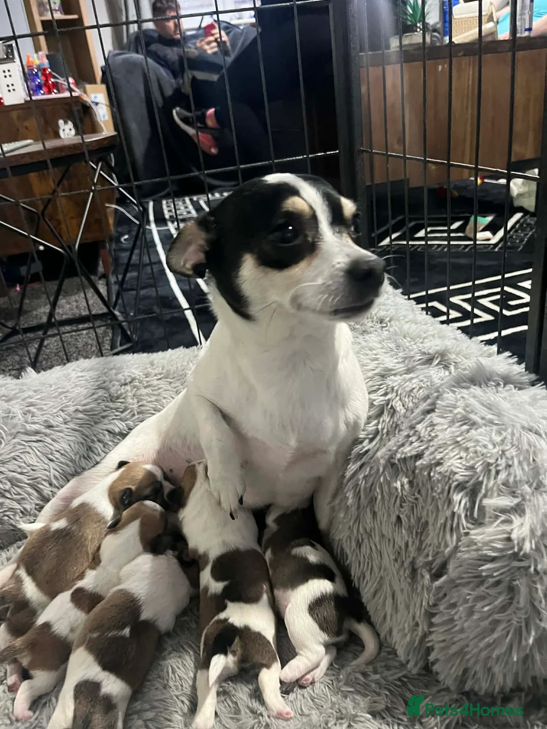 Mixed Breed dogs for sale: Shih Tzu cross chihuahua puppies  in Peterlee - Advert 19