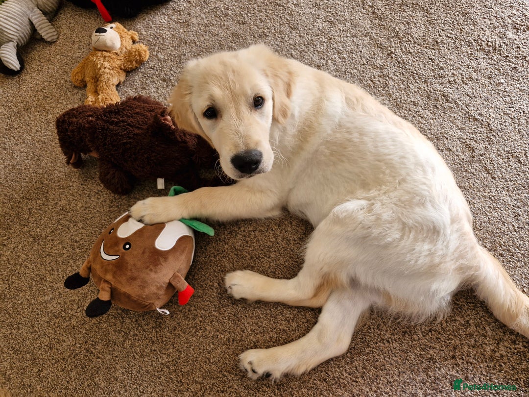 Golden Retriever dogs for sale: Puppy aged 8 months, must be rehomed. - Image 3