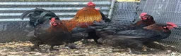 Mixed Breed birds for sale: Silkie &French Copper Maran chicks & hatching eggs - Advert 11