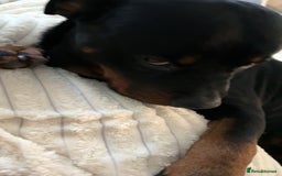 Rottweiler dogs for sale: Zulu 4 year old Rottweiler  - Image 15