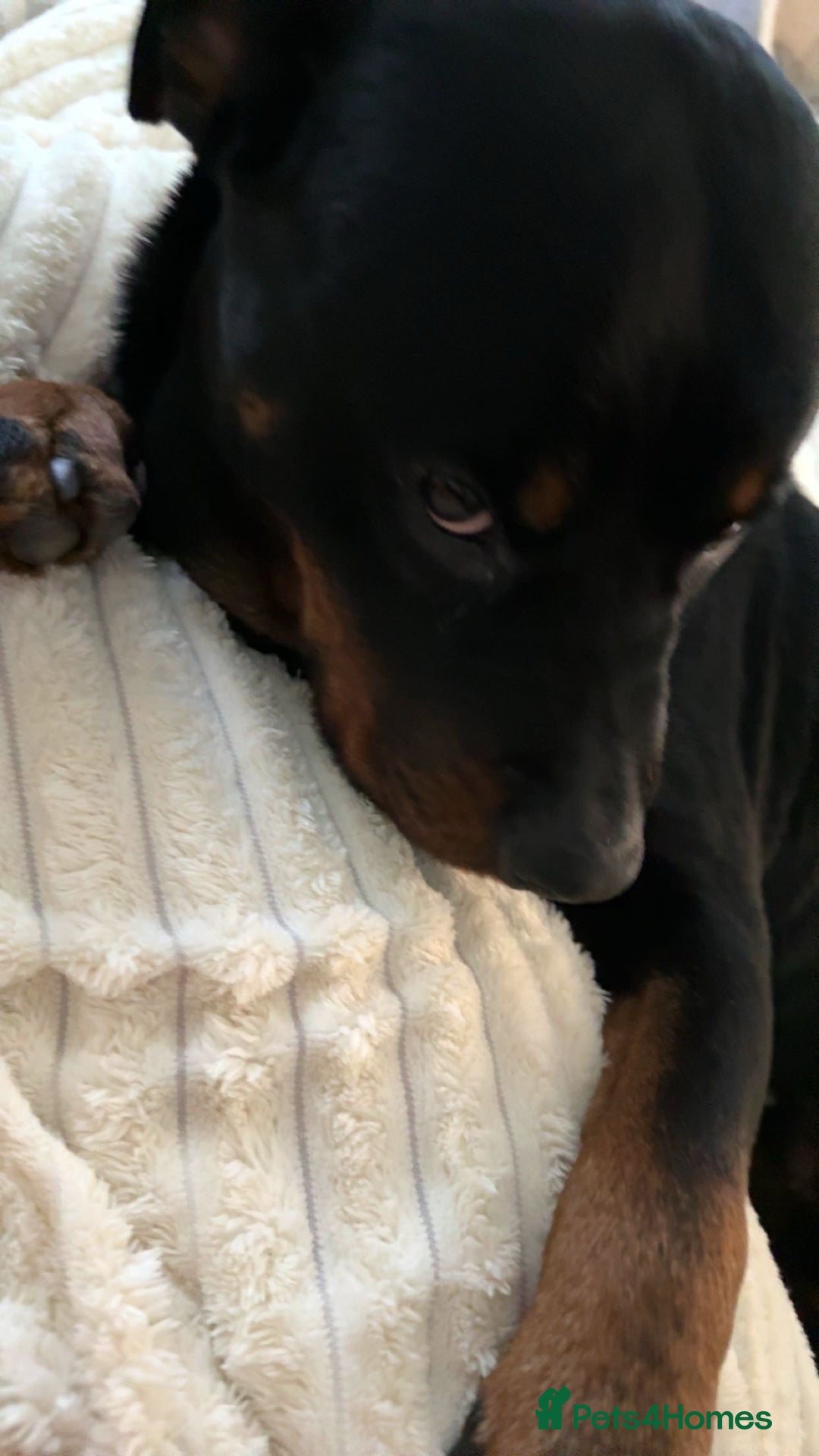 Rottweiler dogs for sale: Zulu 4 year old Rottweiler  - Image 15