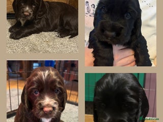 Cocker Spaniel dogs 2 beautiful girl cocker spaniel pups available - Advert 2