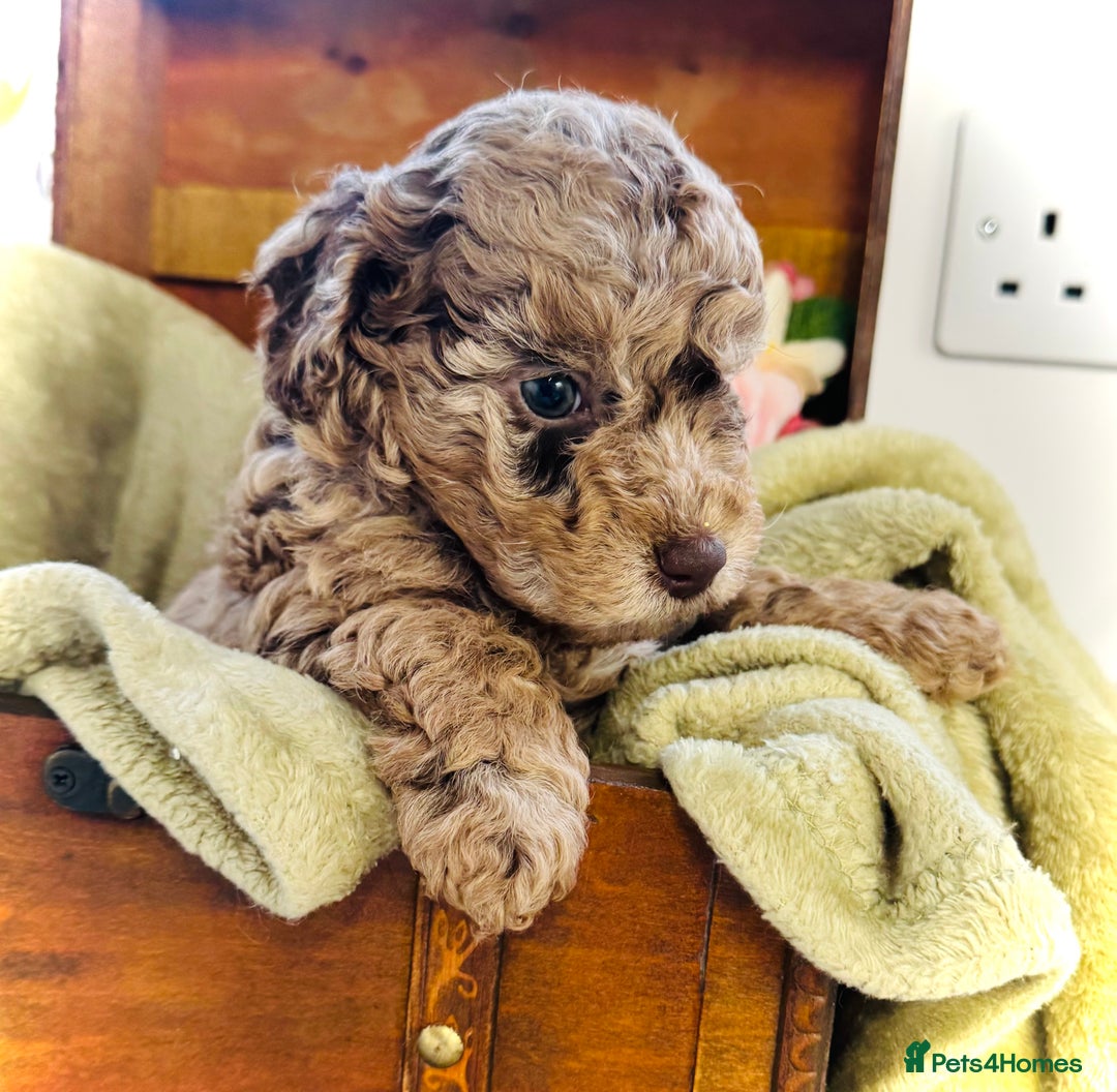 Cavapoochon dogs for sale: F1b Cavapoochon  - Image 24