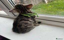 Bengal cats for sale: Bengal cross kittens - Image 3