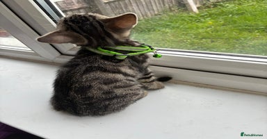 Bengal cats - Advert 5