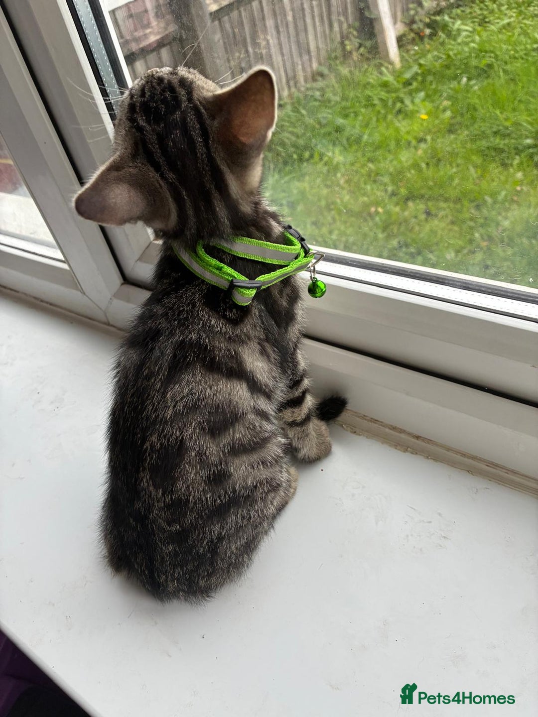 Bengal cats for sale: Bengal cross kittens - Image 3