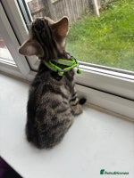 Bengal cats - Advert 3