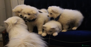Samoyed dogs - Advert 1