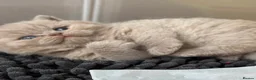 British Shorthair cats for sale: Lovely lilac British shorthair kittens. - Advert 6