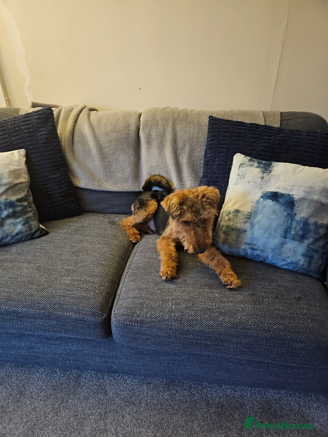 Welsh Terrier dogs for sale: Rehoming 18 month old Welsh Terrier - Advert 5