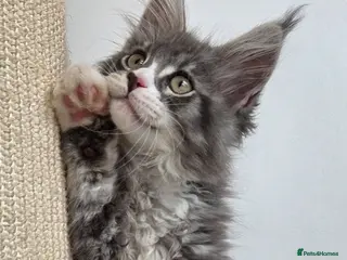 Maine Coon cats Outstanding quality Tica reg Mainecoon kittens - Advert 11