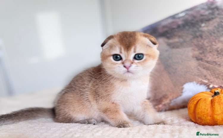 Scottish Fold cats - Advert 9