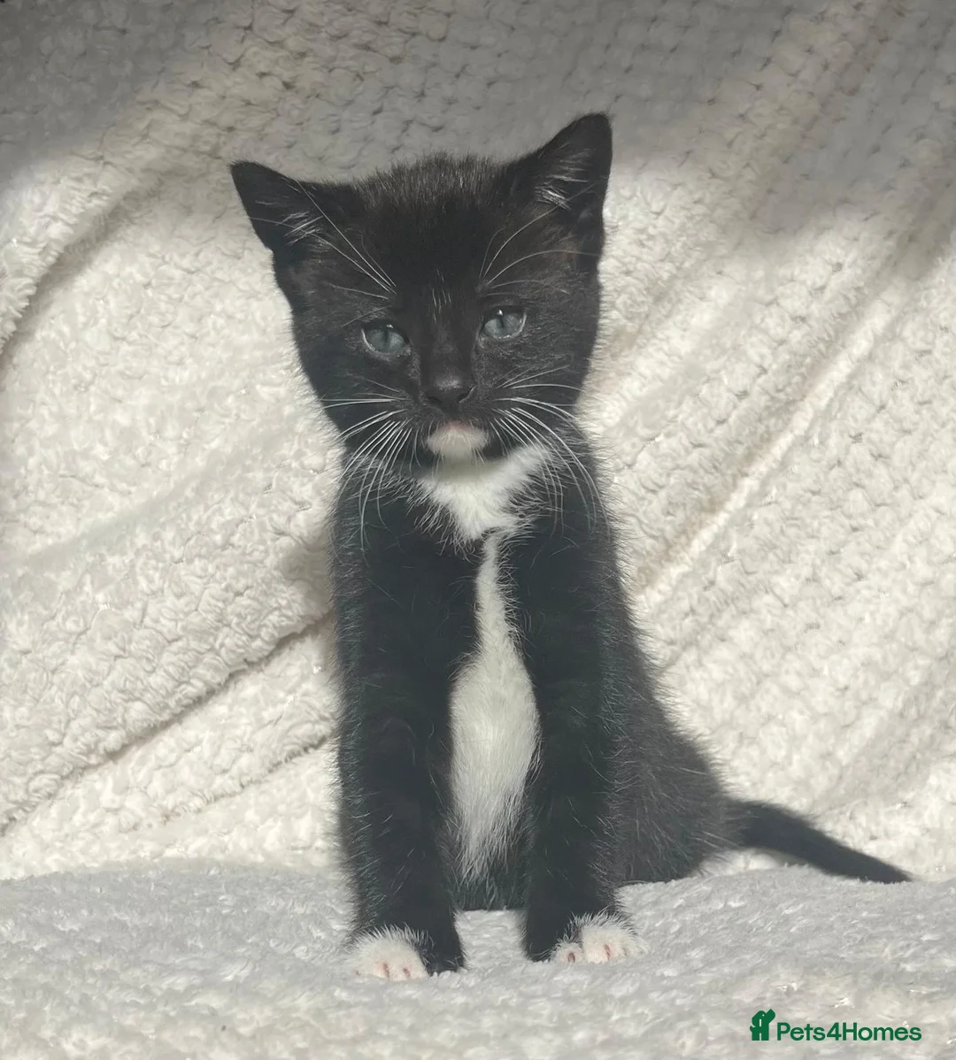 Domestic Shorthair cats for sale: Adorable kittens for sale - Advert 7