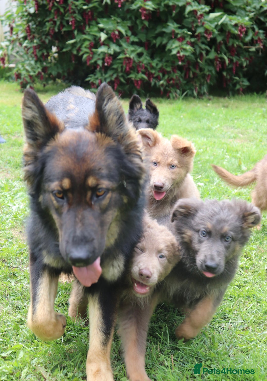 German Shepherd dogs for sale: German Shepherd puppies - Image 22