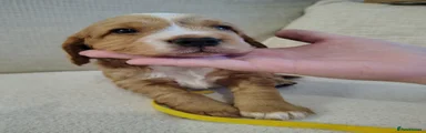 Cocker Spaniel - yellow collar 