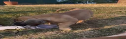 Boerboel dogs for sale: South African boerboel - Advert 6