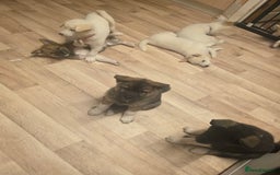 Akita dogs for sale: American akita puppies x10 - Image 13