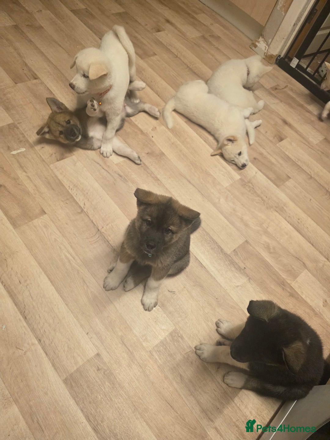 Akita dogs for sale: American akita puppies x10 - Image 13