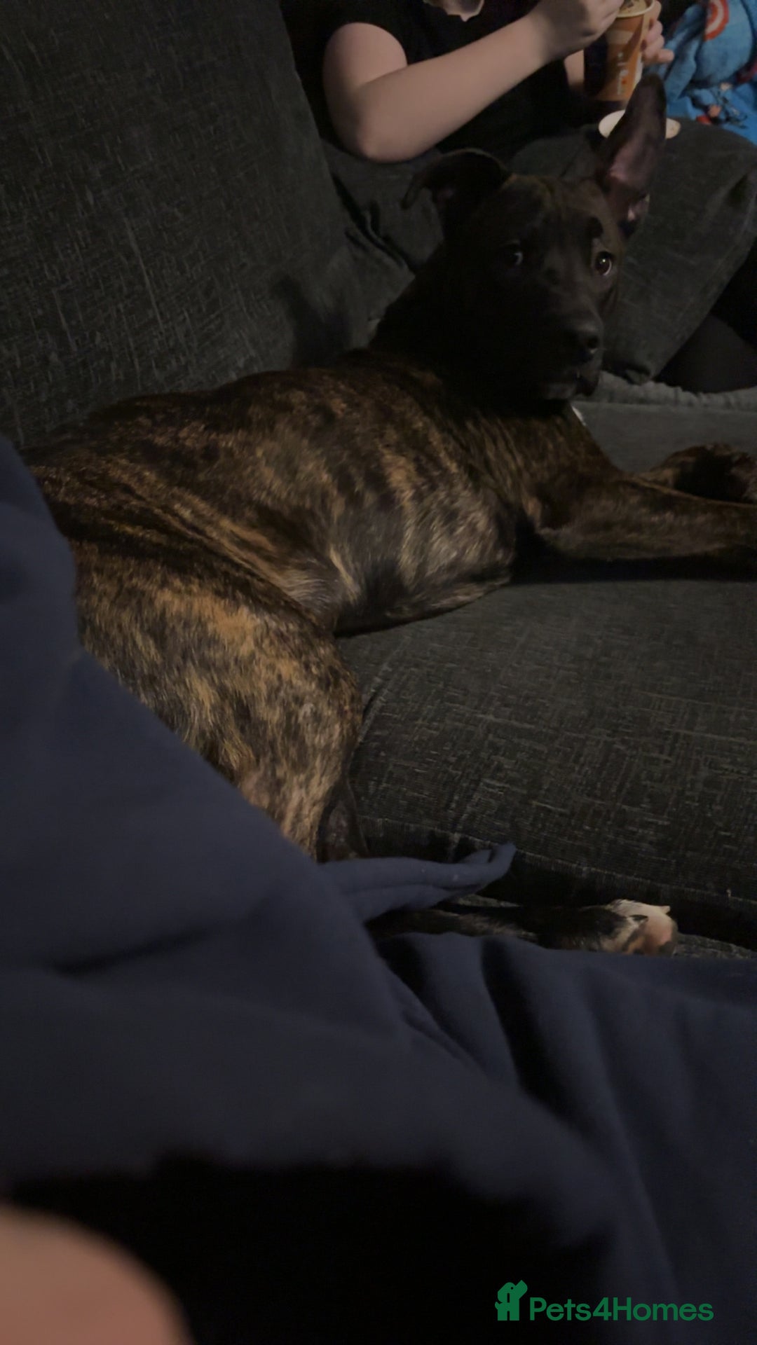 Mixed Breed dogs for sale: Zeus - Belgian malinois x Japanese Akita - Advert 8