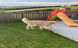 Golden Retriever dogs for sale: Wonderful happy golden retriever puppies  - Image 14