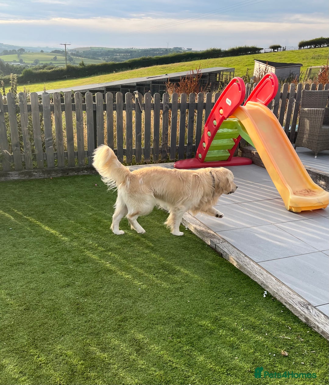 Golden Retriever dogs for sale: Wonderful happy golden retriever puppies  - Image 14