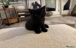 British Shorthair cats for sale: Black British Shorthair  - Image 1