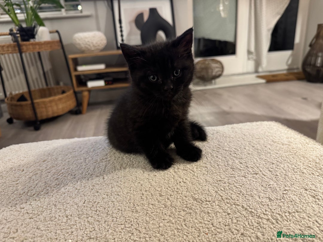 British Shorthair cats for sale: Black British Shorthair  - Image 1