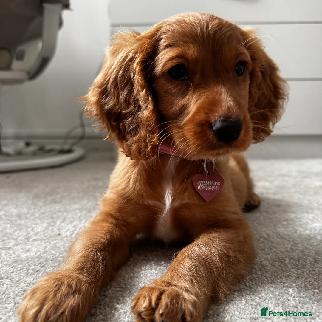 Cockalier dogs for sale: 10 week puppy cockalier  - Advert 2