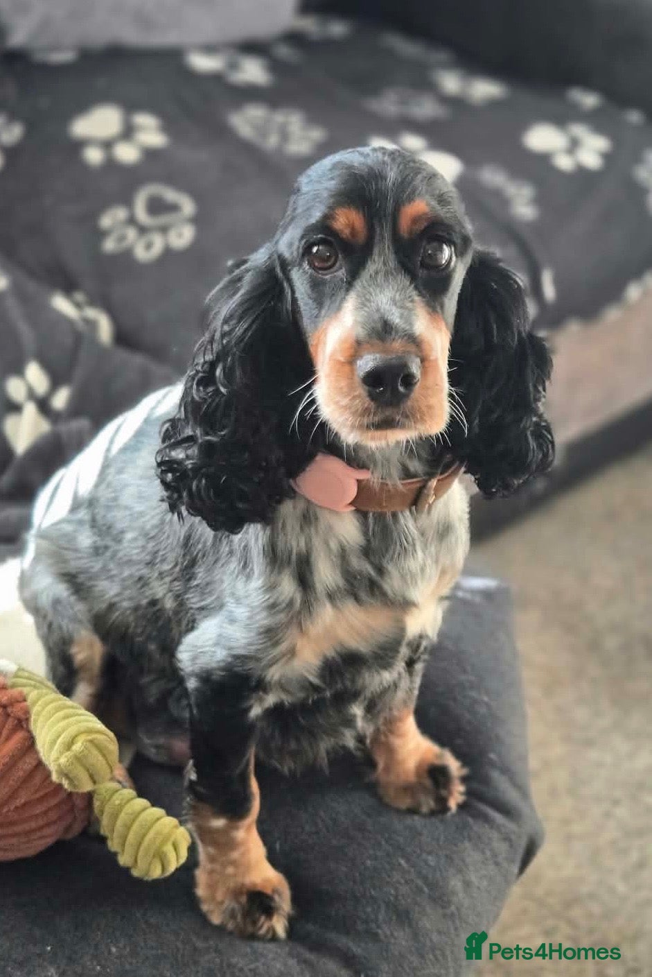 Cocker Spaniel dogs for sale: BEAUTIFUL COCKER SPANIEL PUPS - Advert 1