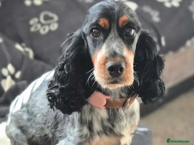 Cocker Spaniel dogs for sale: BEAUTIFUL COCKER SPANIEL PUPS - Advert 1