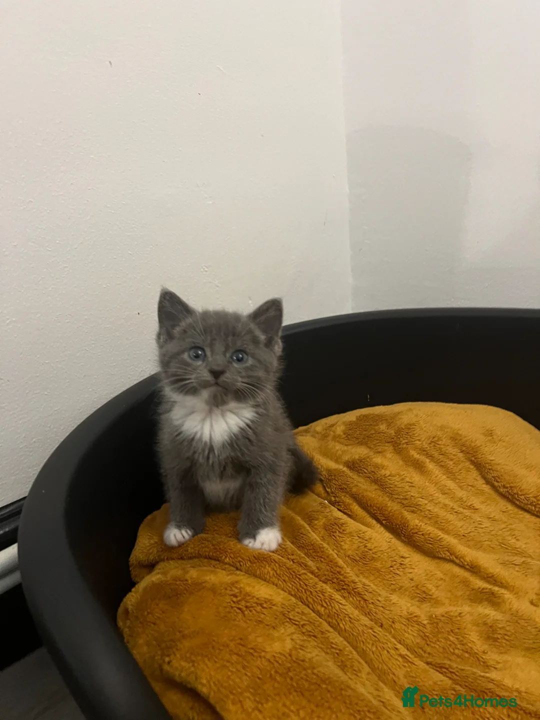 Mixed Breed cats for sale: Adorable kittens for sale  - Advert 20