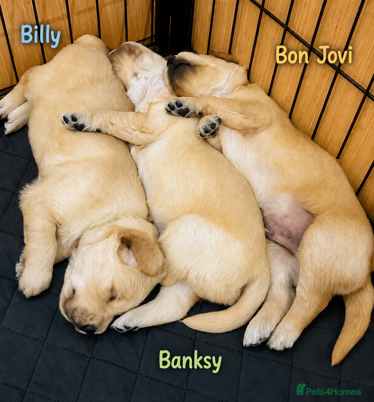 Golden Retriever dogs KC Registered Golden Retriever Puppies    - Advert 2