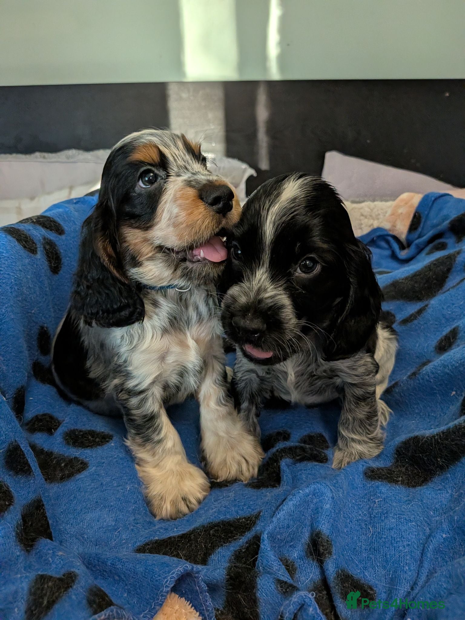Cocker Spaniel dogs KC Show Cocker Spaniel Pups Health Tested Parents - Advert 1