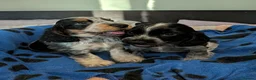 Cocker Spaniel dogs for sale: KC Show Cocker Spaniel Pups Health Tested Parents - Advert 24