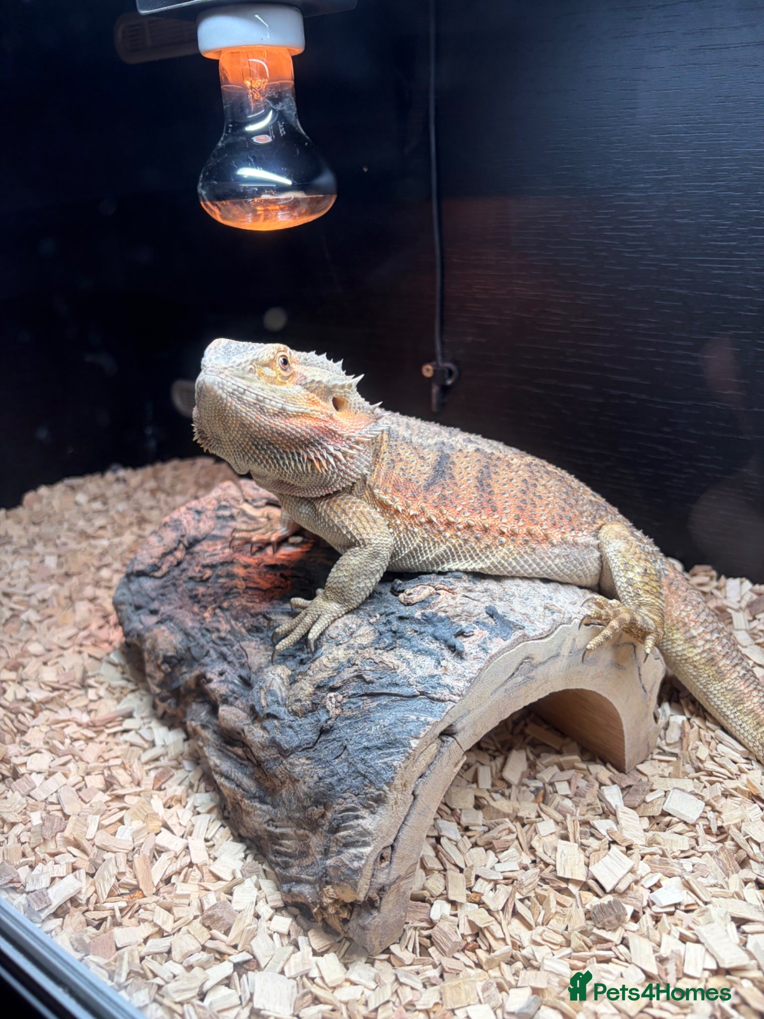 Bearded Dragon reptiles Mild mannered bearded dragon for sale  - Advert 1