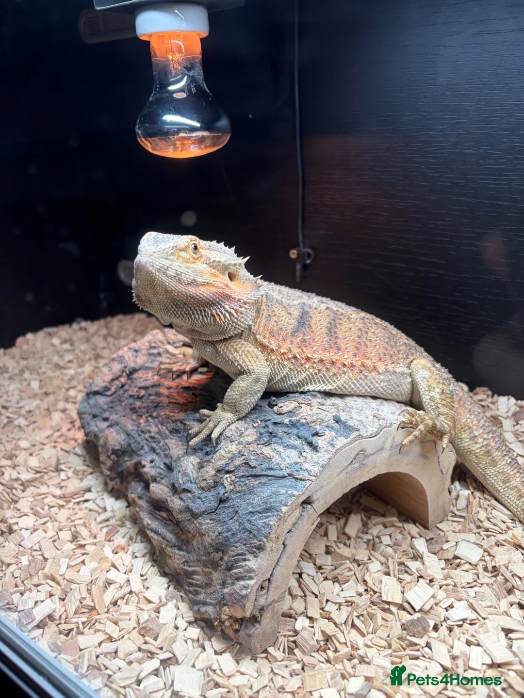 Bearded Dragon reptiles for sale: Mild mannered bearded dragon for sale  in Pontyclun - Advert 1
