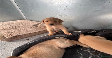 Labrador Retriever dogs - Advert 12