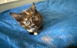 Mixed Breed cats for sale: tortoshell female kitten - Image 1