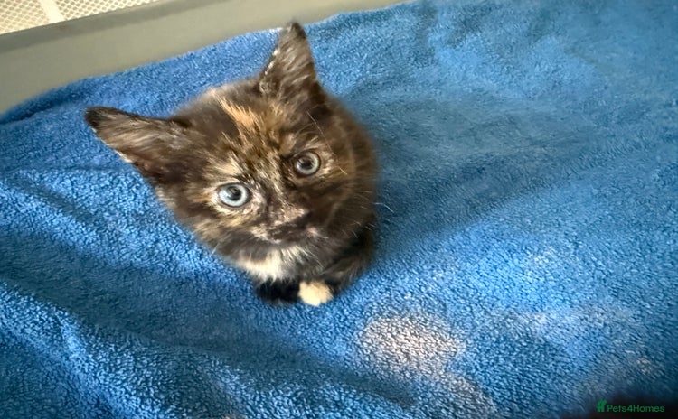 Mixed Breed cats - Advert 16