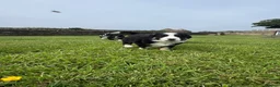Border Collie dogs for sale: Border Collie Puppy’s litter of 6 gorgeous pups.  - Advert 38