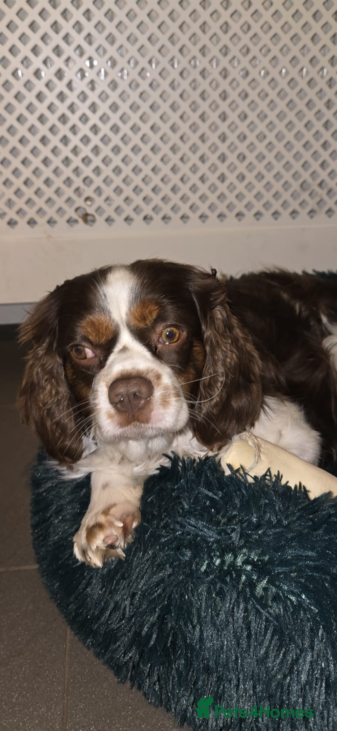 Cavalier King Charles Spaniel dogs for stud: Stunning Chocolate Tri cavalier health tested - Advert 3