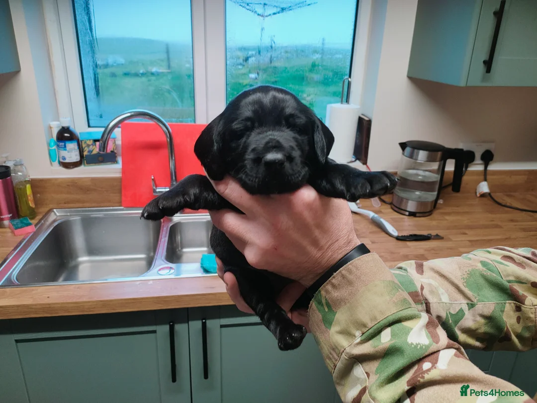 German Wirehaired Pointer dogs for sale: German pointer cross lab (backcross) in Isle of North Uist - Advert 16